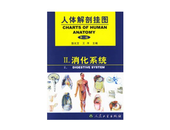 消化系統掛圖