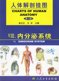 內分泌系統掛圖